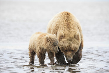 USA, Alaska, Lake Clark National Park and Preserve, Brown bear and bear cub (Ursus arctos), foraging mussels - FOF006251