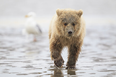 USA, Alaska, Lake Clark National Park and Preserve, Braunbärenbaby (Ursus arctos) - FOF006250