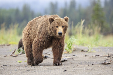 USA, Alaska, Lake Clark National Park and Preserve, Braunbär (Ursus arctos) - FO006247