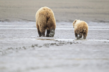 USA, Alaska, Lake Clark National Park and Preserve, Brown bear and bear cub (Ursus arctos), foraging - FOF006246