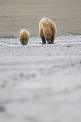 USA, Alaska, Lake Clark National Park and Preserve, Brown bear and bear cub (Ursus arctos), foraging - FO006245