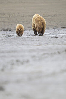 USA, Alaska, Lake Clark National Park and Preserve, Braunbär und Bärenjunge (Ursus arctos), Futtersuche - FO006245