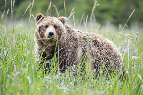 USA, Alaska, Lake Clark National Park and Preserve, Braunbär (Ursus arctos), lizenzfreies Stockfoto