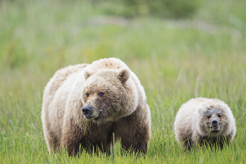 USA, Alaska, Lake Clark National Park and Preserve, Braunbär und Bärenjunge (Ursus arctos), lizenzfreies Stockfoto