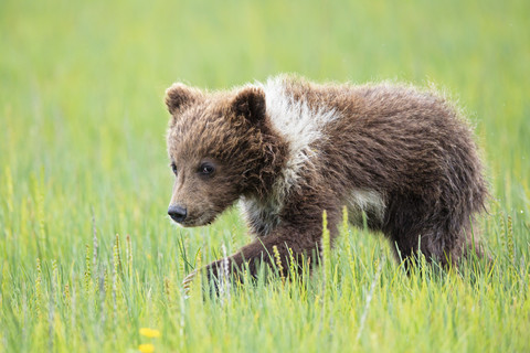 USA, Alaska, Lake Clark National Park and Preserve, Braunbärenjunges (Ursus arctos) auf der Wiese, lizenzfreies Stockfoto