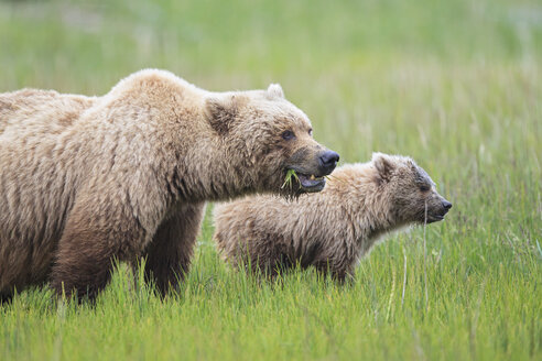 USA, Alaska, Lake Clark National Park and Preserve, Braunbär und Bärenjunge (Ursus arctos) - FOF006240