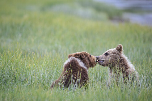 USA, Alaska, Lake Clark National Park and Preserve, Spielende Braunbären (Ursus arctos), Jungtiere - FOF006239