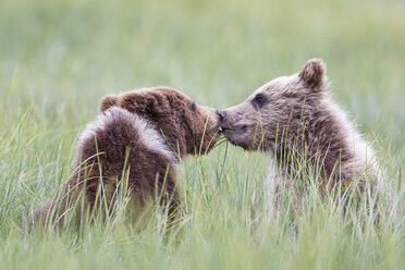 USA, Alaska, Lake Clark National Park and Preserve, Spielende Braunbären (Ursus arctos), Jungtiere - FO006238