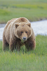 USA, Alaska, Lake Clark National Park and Preserve, Braunbär (Ursus arctos) - FO006237