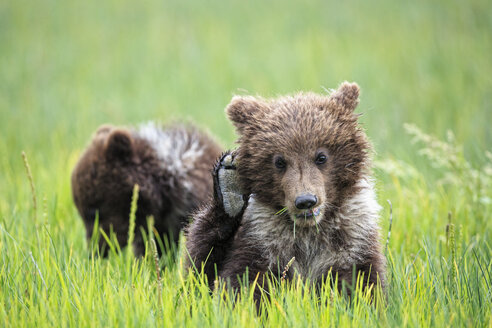 USA, Alaska, Lake Clark National Park and Preserve, Braunbärenjunge (Ursus arctos) - FOF006236