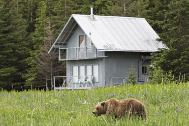 USA, Alaska, Lake Clark National Park and Preserve, Braunbär (Ursus arctos) vor einer Hütte - FO006234