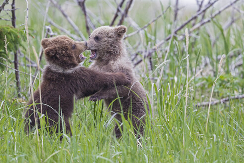 USA, Alaska, Lake Clark National Park and Preserve, Spielende Braunbären (Ursus arctos), Jungtiere - FOF006232