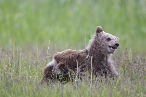 USA, Alaska, Lake Clark National Park and Preserve, Spielende Braunbären (Ursus arctos), Jungtiere - FO006231