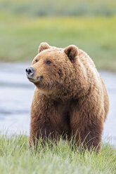 USA, Alaska, Lake Clark National Park and Preserve, Braunbär (Ursus arctos) - FOF006226