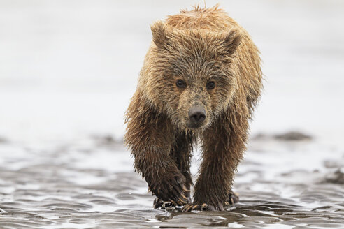 USA, Alaska, Lake Clark National Park and Preserve, Braunbärenbaby (Ursus arctos) - FOF006225