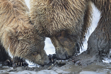 USA, Alaska, Lake Clark National Park and Preserve, Braunbär und Bärenjunge (Ursus arctos), Muschelsuche - FO006222