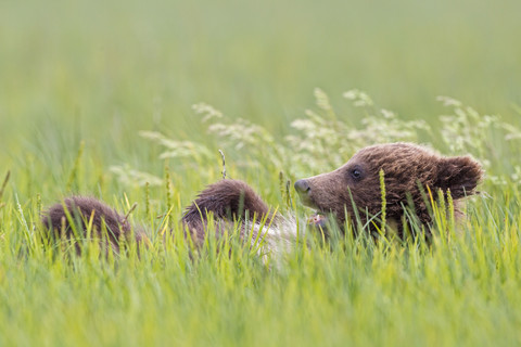 USA, Alaska, Lake Clark National Park and Preserve, Braunbärenjunges (Ursus arctos) auf einer Wiese liegend, lizenzfreies Stockfoto