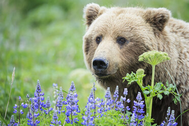 USA, Alaska, Lake Clark National Park and Preserve, Braunbär (Ursus arctos) und Lupinen - FOF006220