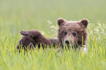 USA, Alaska, Lake Clark National Park and Preserve, Braunbärenjunges (Ursus arctos) auf einer Wiese liegend - FOF006218