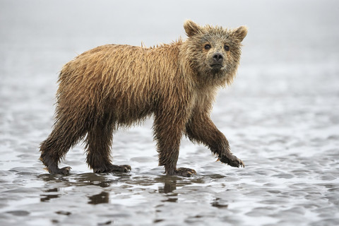 USA, Alaska, Lake Clark National Park and Preserve, Braunbärenbaby (Ursus arctos), lizenzfreies Stockfoto