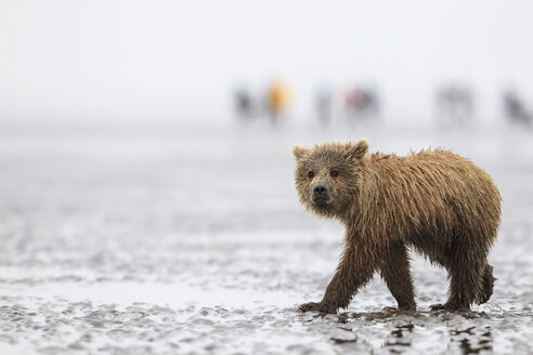 USA, Alaska, Lake Clark National Park and Preserve, Braunbärenbaby (Ursus arctos) - FOF006277