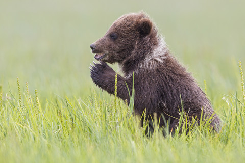 USA, Alaska, Lake Clark National Park and Preserve, Braunbärenjunges (Ursus arctos) sitzt auf einer Wiese, lizenzfreies Stockfoto