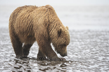 USA, Alaska, Lake Clark National Park and Preserve, Braunbär (Ursus arctos) bei der Muschelsuche am Strand - FOF006214