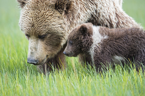 USA, Alaska, Lake Clark National Park and Preserve, Braunbär und Bärenjunge (Ursus arctos), lizenzfreies Stockfoto