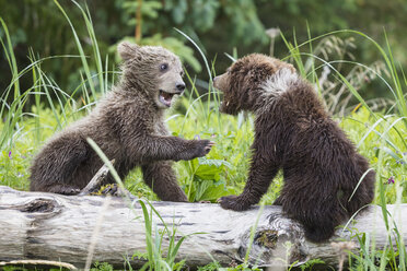 USA, Alaska, Lake Clark National Park and Preserve, Spielende Braunbären (Ursus arctos), Jungtiere - FOF006212