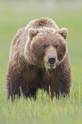 USA, Alaska, Lake Clark National Park and Preserve, Braunbär (Ursus arctos) - FOF006211