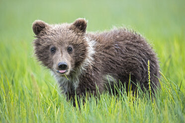 USA, Alaska, Lake Clark National Park and Preserve, Braunbärenjunges (Ursus arctos) auf einer Wiese stehend, Zunge - FOF006210