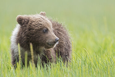 USA, Alaska, Lake Clark National Park and Preserve, Braunbärenjunges (Ursus arctos) auf einer Wiese stehend - FO006209