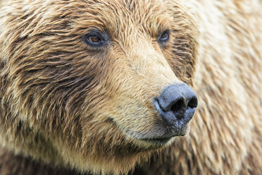 USA, Alaska, Lake Clark National Park and Preserve, Braunbär (Ursus arctos) - FOF006208