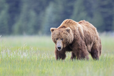 USA, Alaska, Lake Clark National Park and Preserve, Braunbär (Ursus arctos) - FO006207