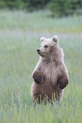 USA, Alaska, Lake Clark National Park and Preserve, Brown bear cub (Ursus arctos) standing on meadow - FO006206