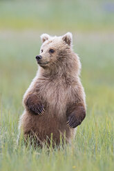 USA, Alaska, Lake Clark National Park and Preserve, Brown bear cub (Ursus arctos) standing on meadow - FOF006205