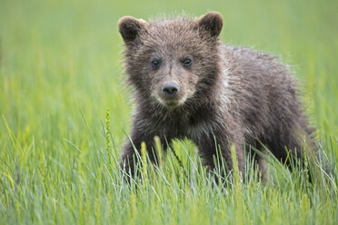 USA, Alaska, Lake Clark National Park and Preserve, Braunbärenjunges (Ursus arctos) auf einer Wiese stehend - FOF006204