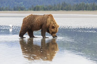 USA, Alaska, Lake Clark National Park and Preserve, Braunbär (Ursus arctos) - FO006203