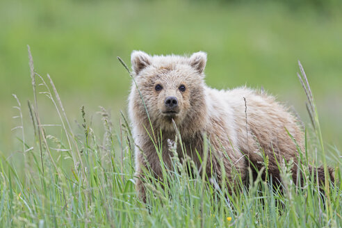 USA, Alaska, Lake Clark National Park and Preserve, Braunbärenjunges (Ursus arctos) auf einer Wiese - FOF006202