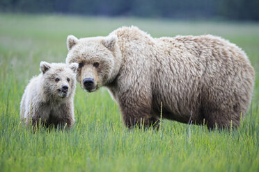USA, Alaska, Lake Clark National Park and Preserve, Brown bear and bear cub (Ursus arctos) - FO006201