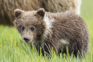 USA, Alaska, Lake Clark National Park and Preserve, Braunbärenbaby (Ursus arctos) - FO006200