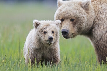 USA, Alaska, Lake Clark National Park and Preserve, Brown bear and bear cub (Ursus arctos) - FOF006199