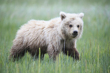 USA, Alaska, Lake Clark National Park and Preserve, Braunbärenjunges (Ursus arctos) auf der Wiese - FO006198