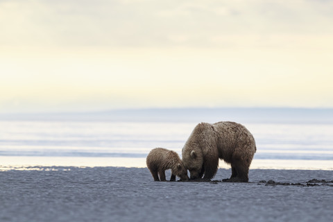 USA, Alaska, Lake Clark National Park and Preserve, Braunbär und Bärenjunge (Ursus arctos), Muschelsuche, lizenzfreies Stockfoto