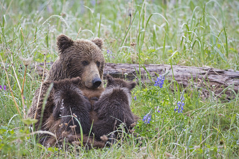 USA, Alaska, Lake Clark National Park and Preserve, Braunbär und Bärenjunge (Ursus arctos), säugend, lizenzfreies Stockfoto