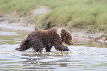 USA, Alaska, Lake Clark National Park and Preserve, Brown bear cub (Ursus arctos) walking in water - FOF006197