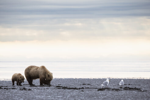 USA, Alaska, Lake Clark National Park and Preserve, Braunbär und Bärenjunge (Ursus arctos), Muschelsuche - FOF006196