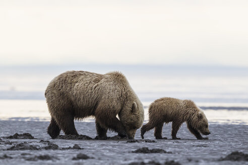 USA, Alaska, Lake Clark National Park and Preserve, Braunbär und Bärenjunge (Ursus arctos), Muschelsuche - FO006195