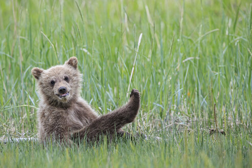 USA, Alaska, Lake Clark National Park and Preserve, Braunbärenjunges (Ursus arctos) sitzt auf einer Wiese - FOF006193
