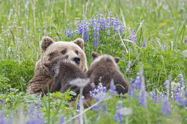 USA, Alaska, Lake Clark National Park and Preserve, Braunbär und Bärenjunge (Ursus arctos), säugend - FO006333